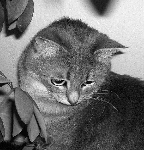 Jassie
