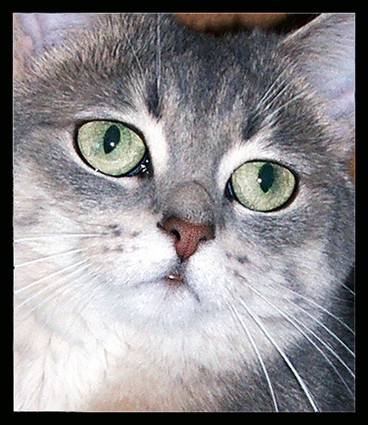 Jassie II
